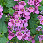 Diascia Elfjes Pink